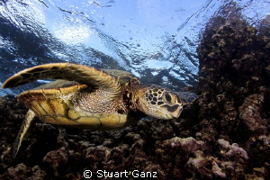 Hawaiian green sea tuttle. by Stuart Ganz 